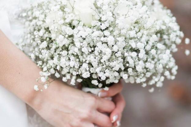 Gypsophila