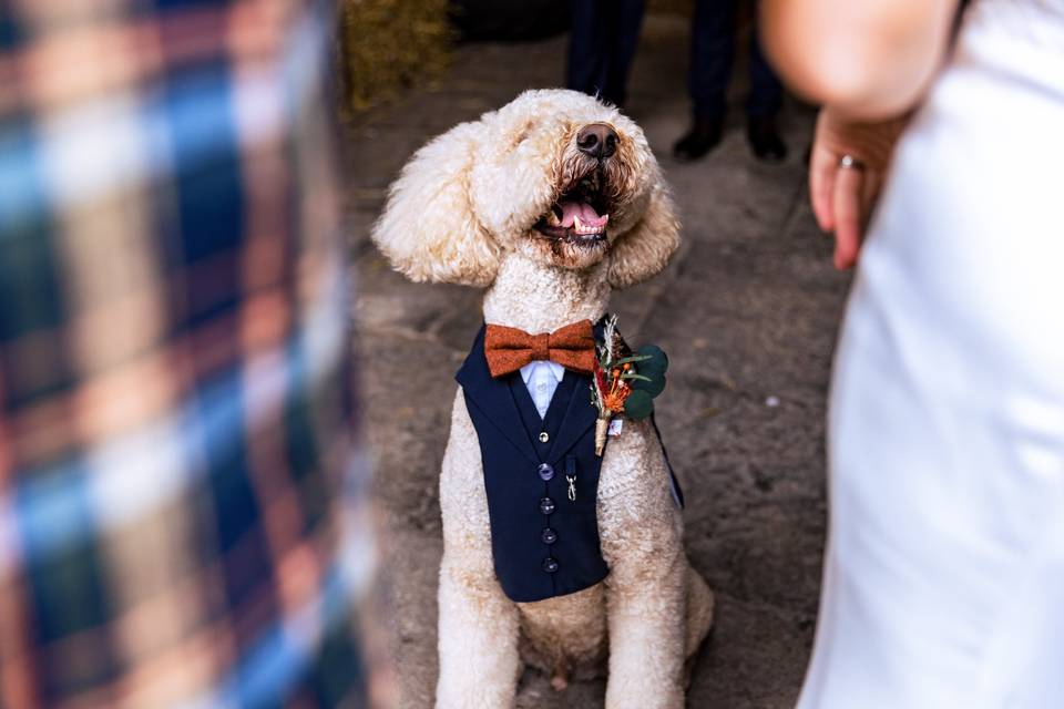 Dogs at weddings