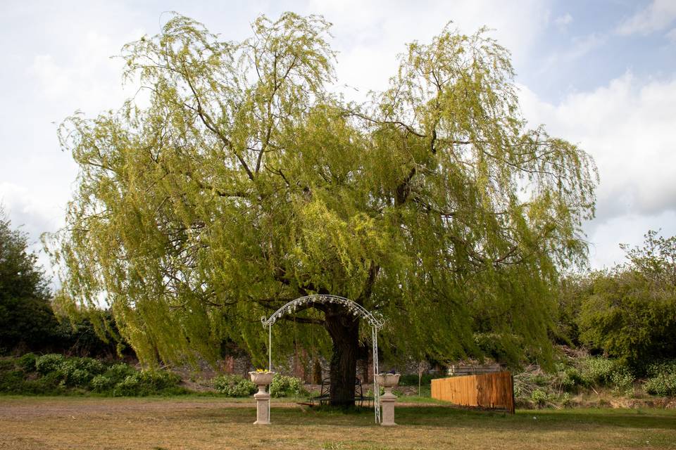 Willow Tree