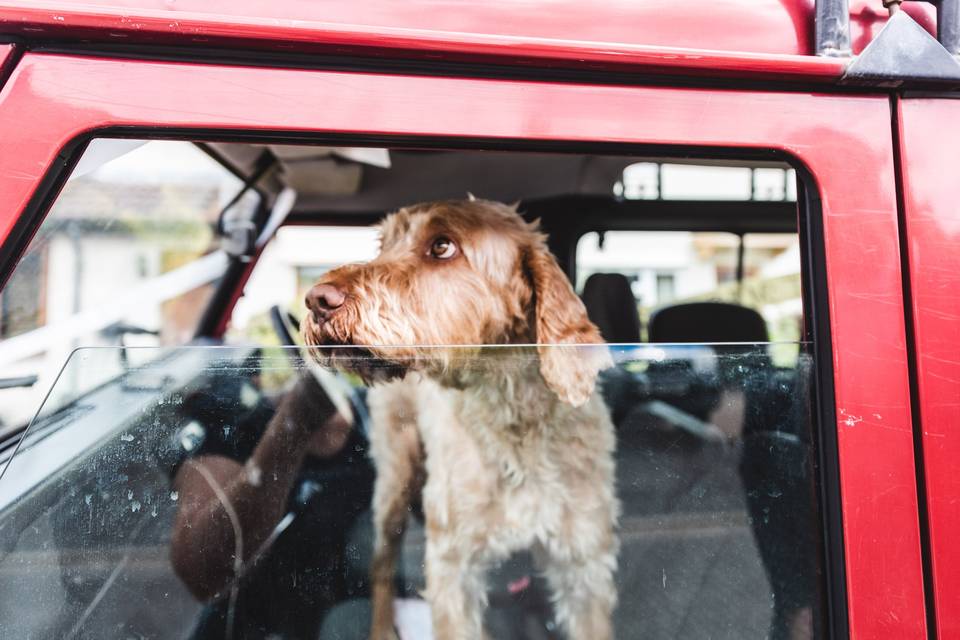 Dogs at weddings