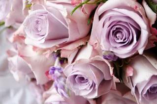 Lilac vintage rose