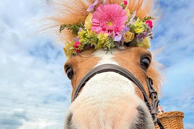 The Devon Champagne and Confetti Pony
