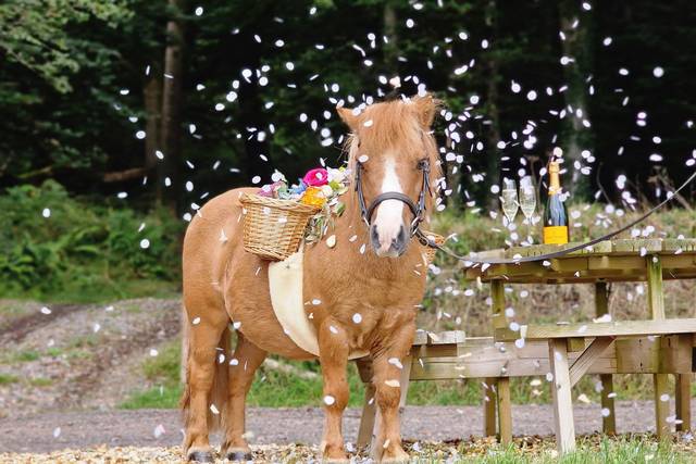 The Devon Champagne and Confetti Pony