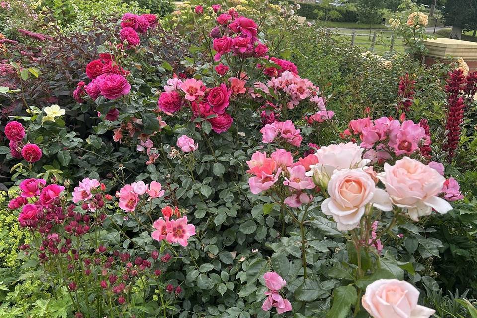 Our roses for the confetti