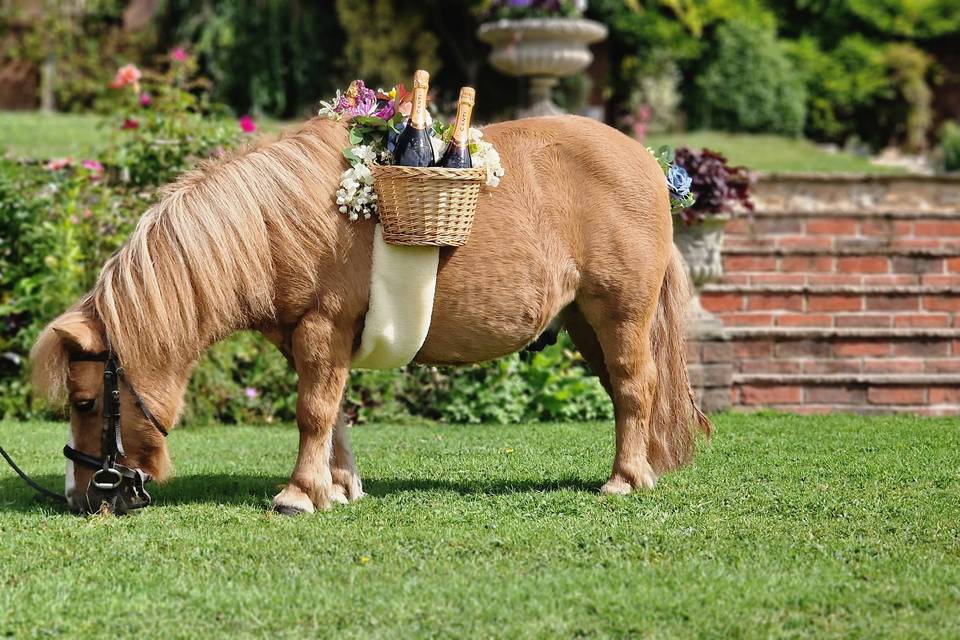 Having a nibble of grass