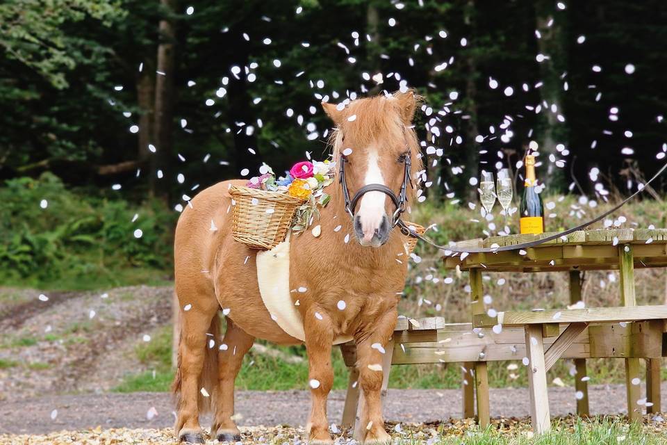 The Devon Champagne and Confetti Pony