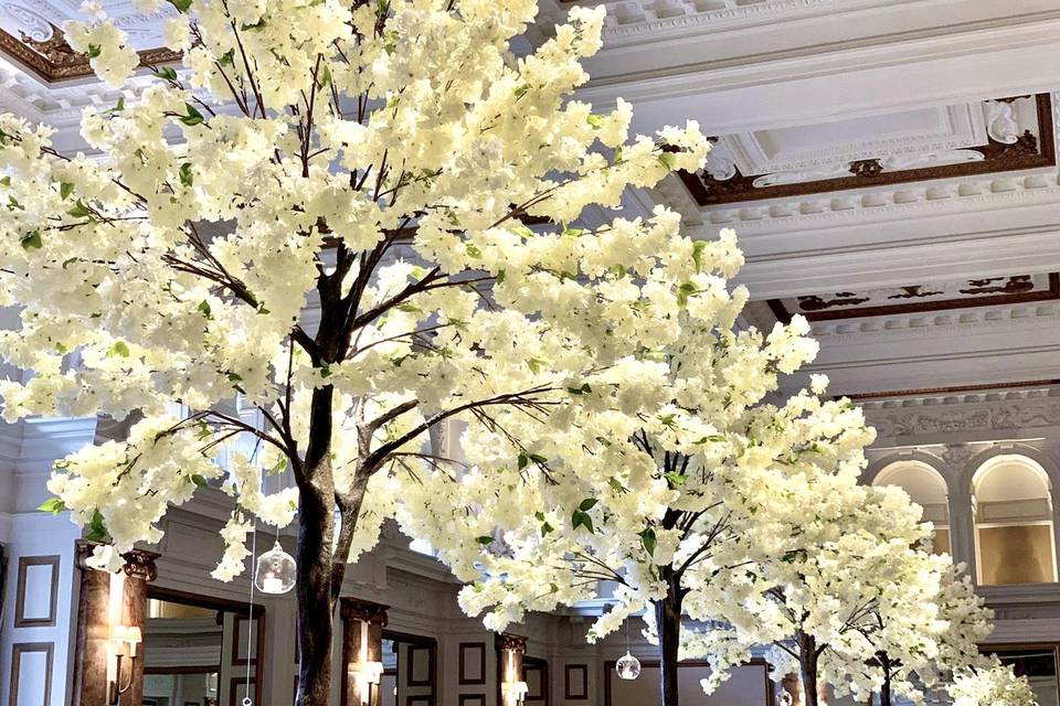 Blossom trees Kimpton Fitzroy