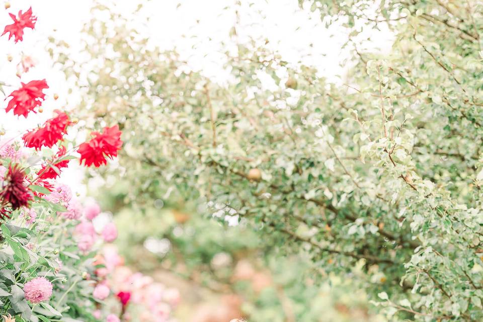 Princess in the Dahlias