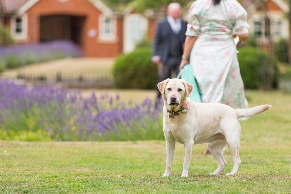 Dog Friendly Wedding Venue