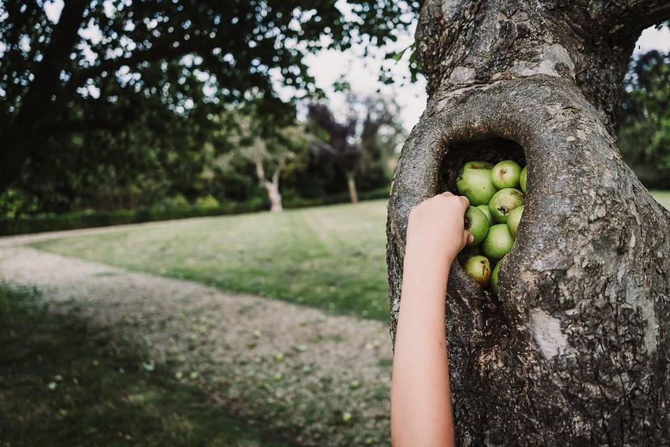 Hide the apple