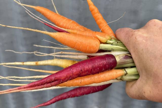 Homegrown carrots