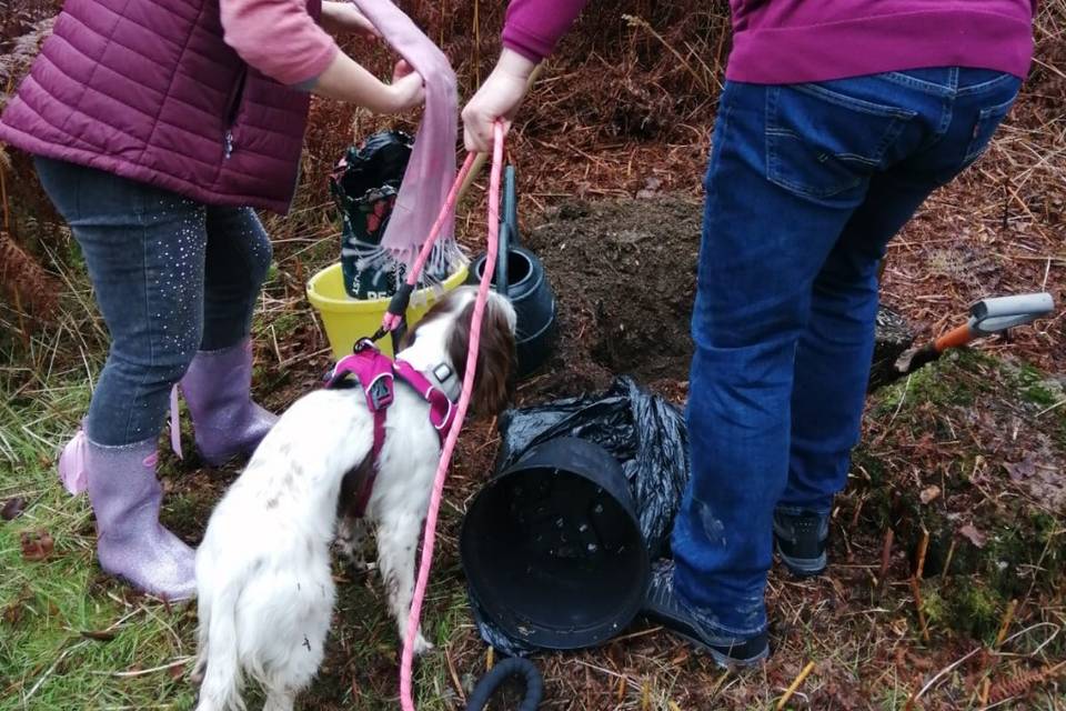 Planting a rowan berry tree