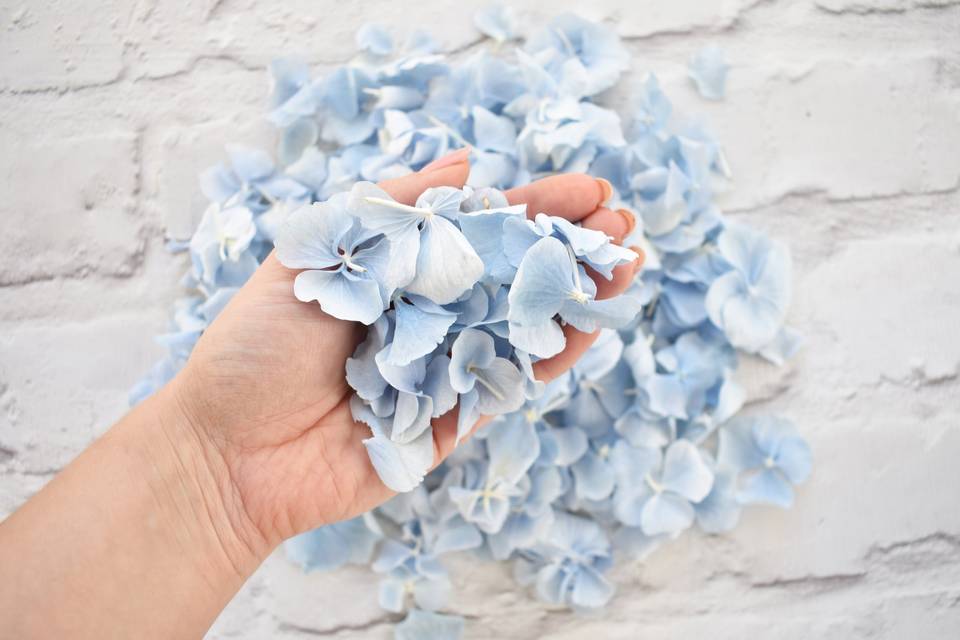 Blue Hydrangea Confetti