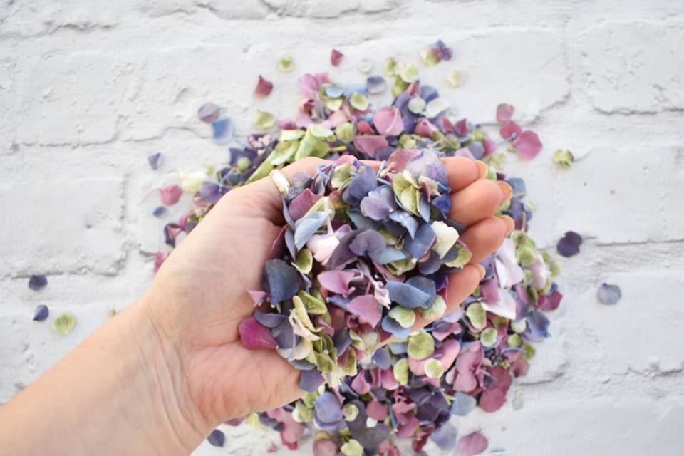 Hydrangea Confetti