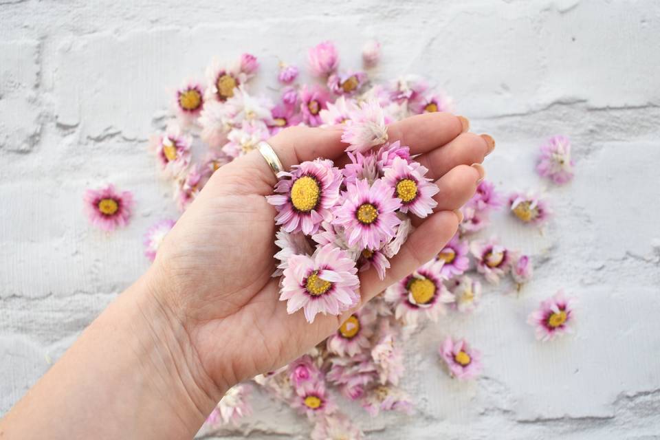 Pink Daisy Confetti