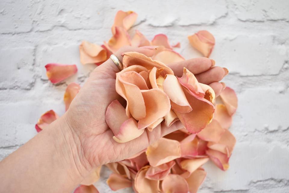 Peach Confetti