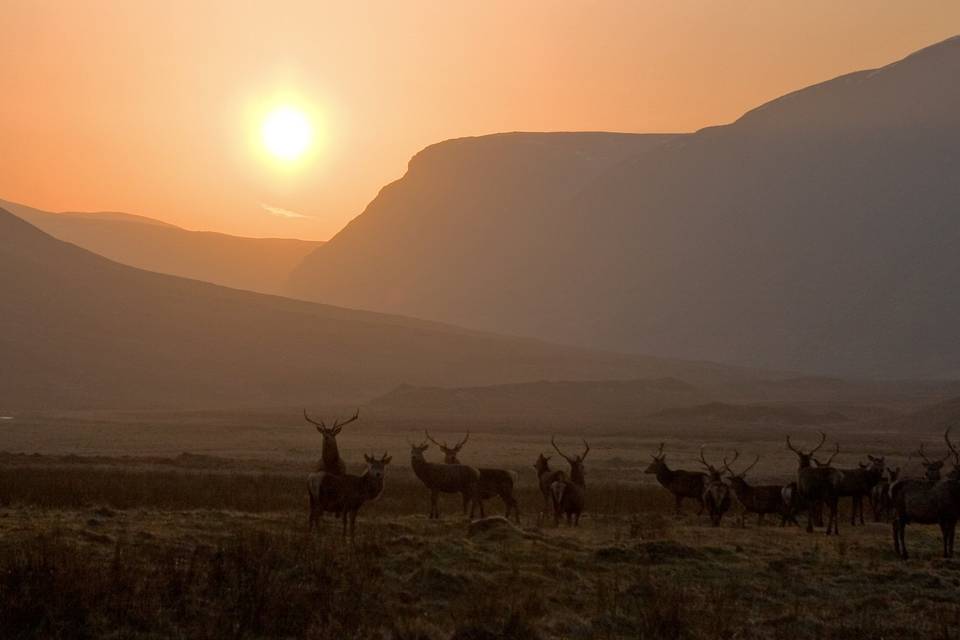 Deer roaming our reserve in the morning sun