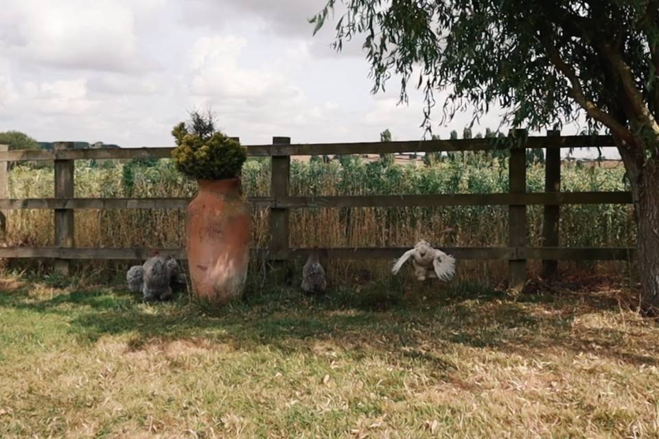 Dodford Grange chickens