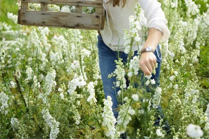 Shropshire Petals Confetti