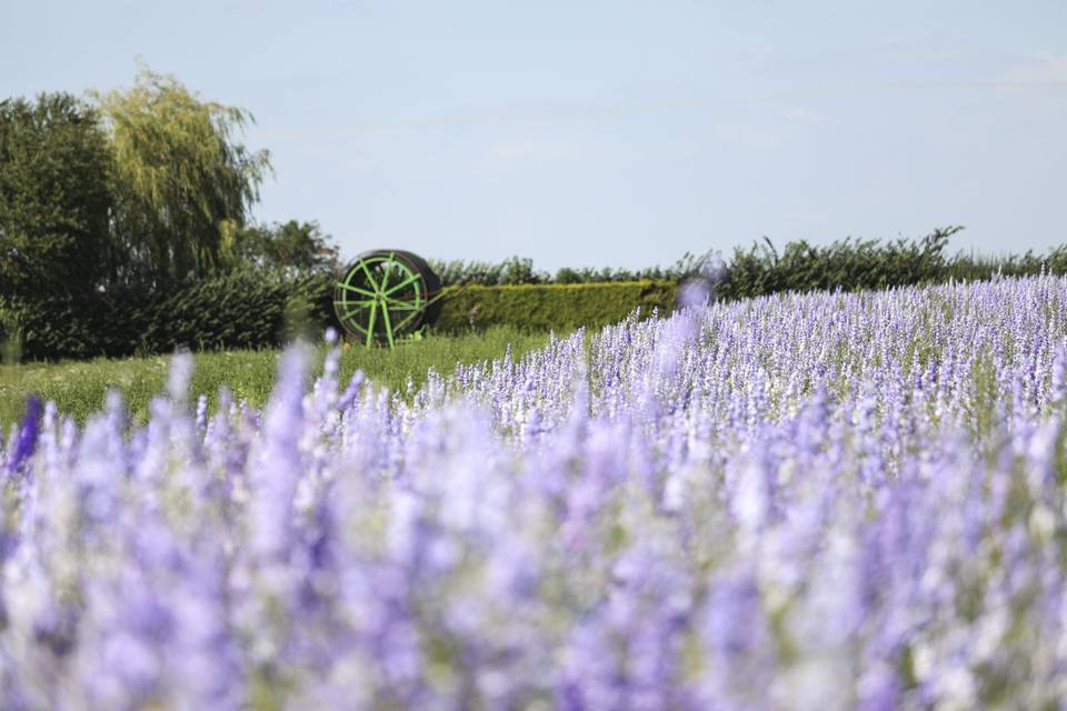 Shropshire Petals Flower Field