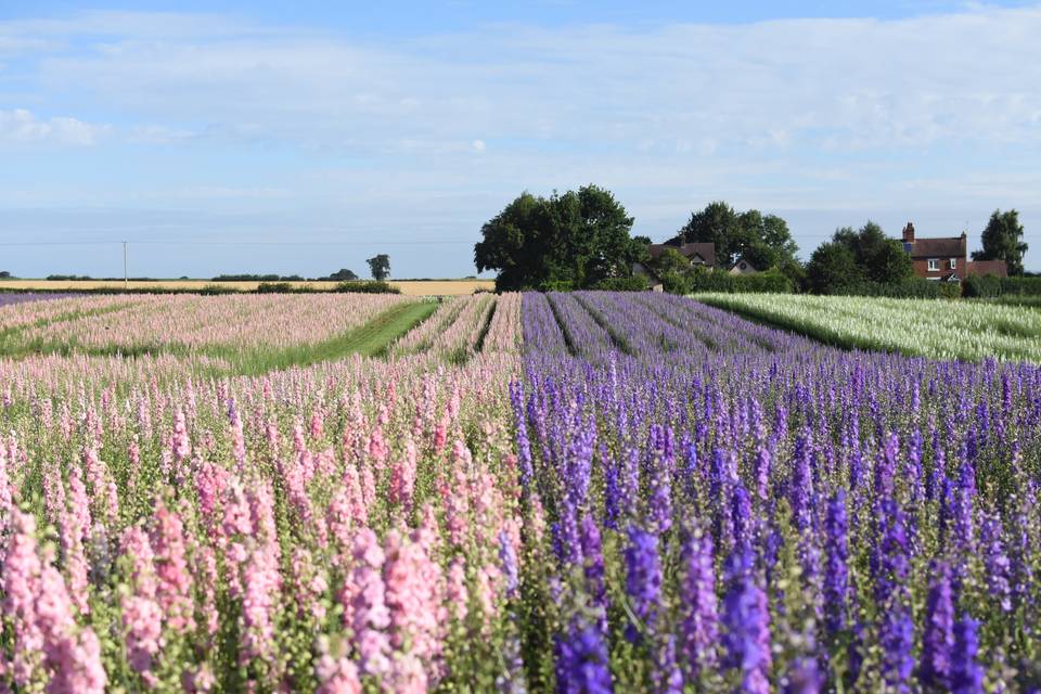 Shropshire Petals Flower Field