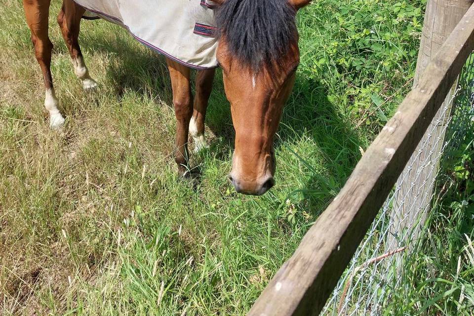 Grazing horse in bucks