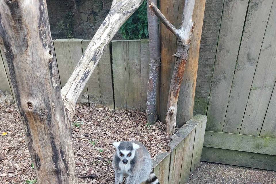 Lemur at London Zoo