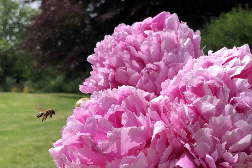 Ethical & Sustainable Flowers