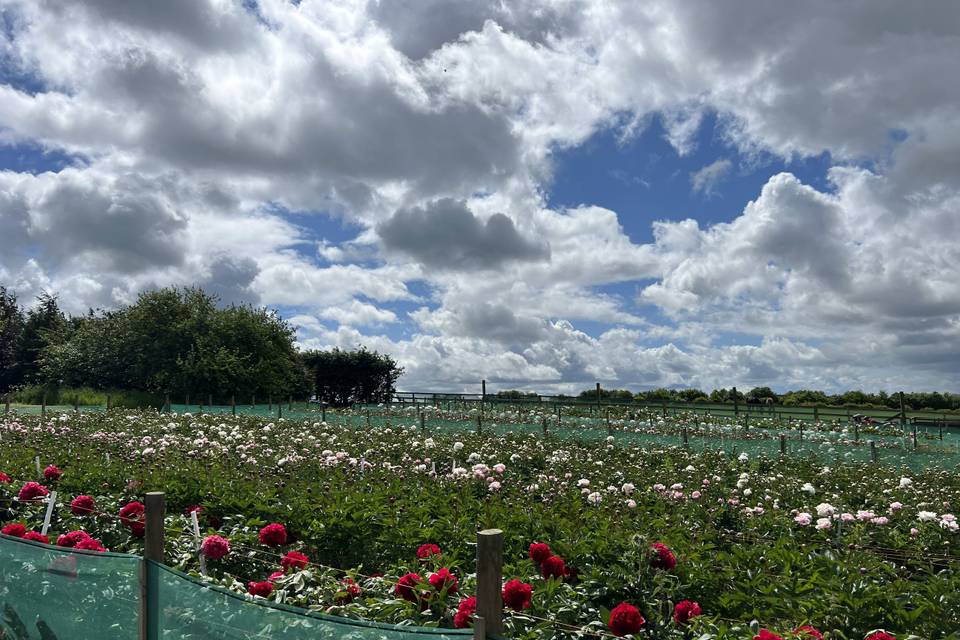 British Grown Flower Farm