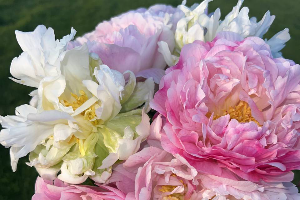 Quirky or Luxury Peonies