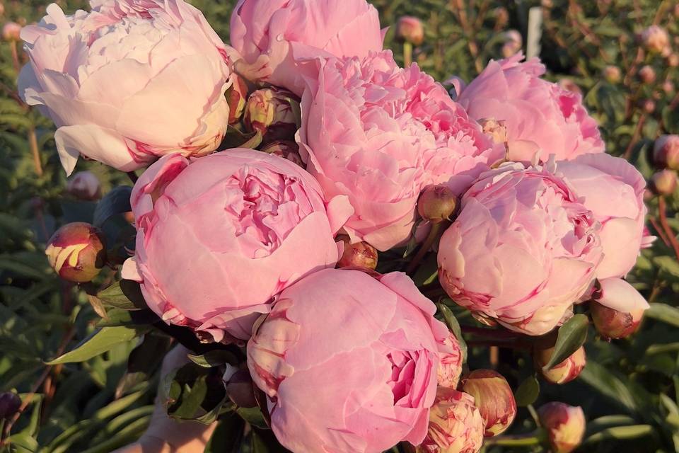 Highest Quality Flowers