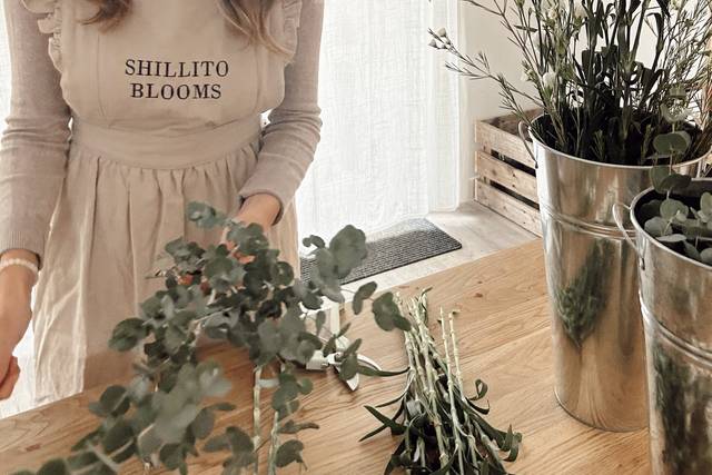 SHILLITO BLOOMS