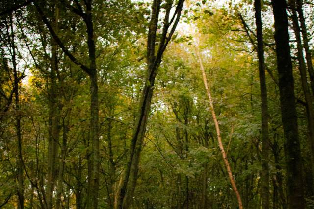 Nature walk