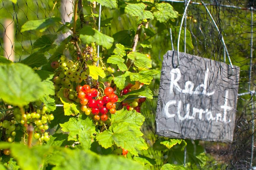 Pythouse Kitchen Garden 30