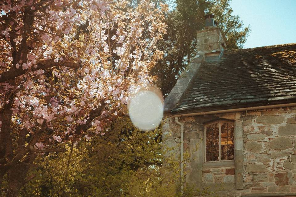 Blossom tree