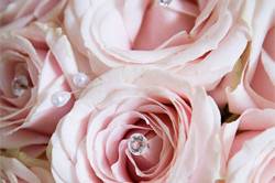 Closeup of Bridal Roses