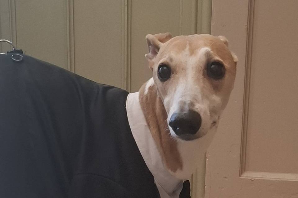 Rufus