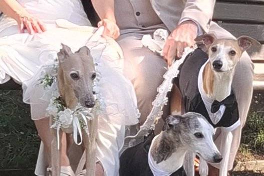 The best behaved dogs