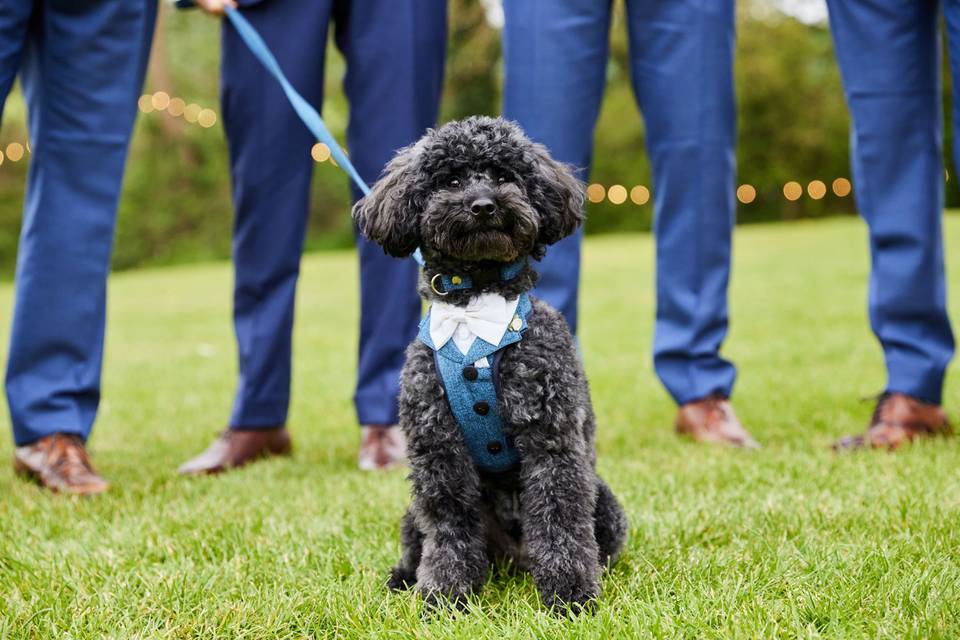 Dapper dog