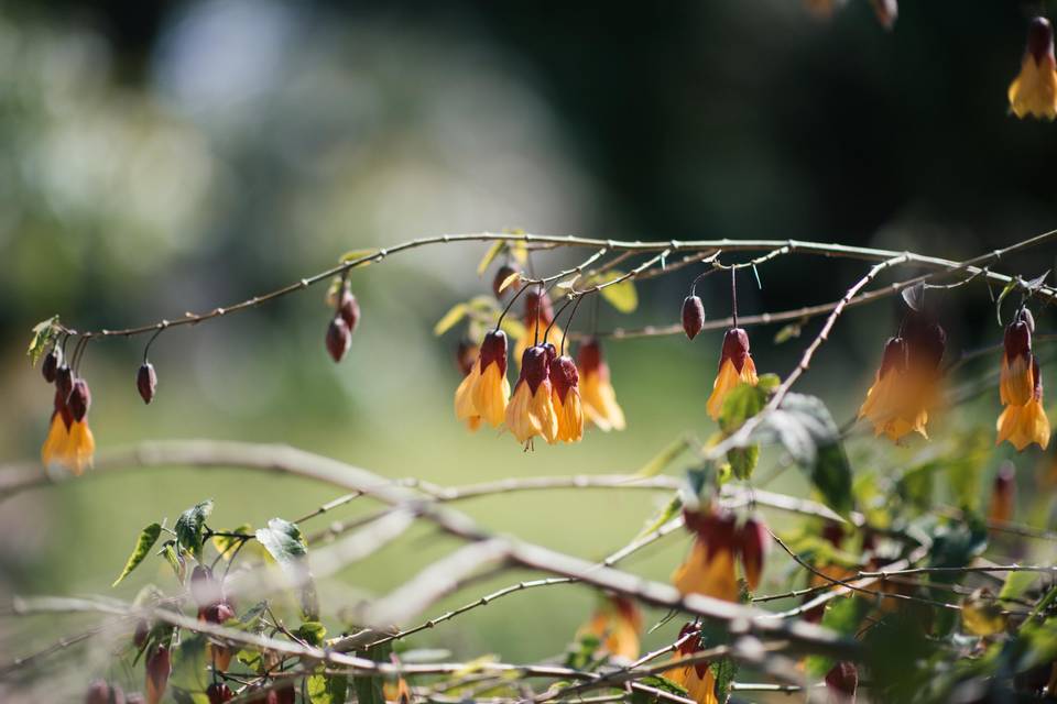 Garden 3
