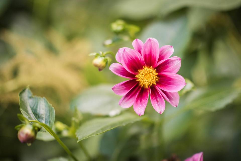 Garden 4