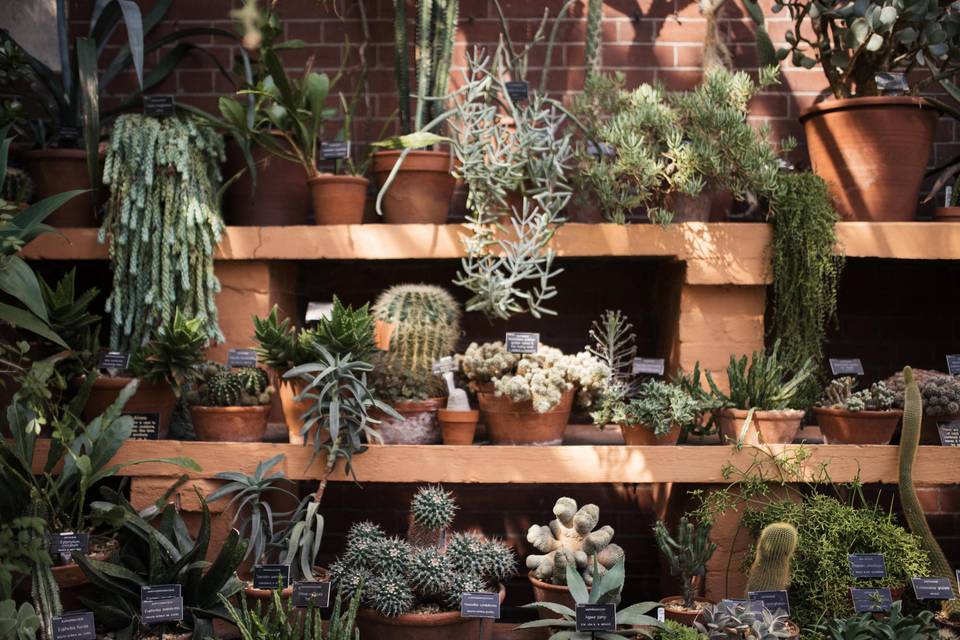 Garden 6
