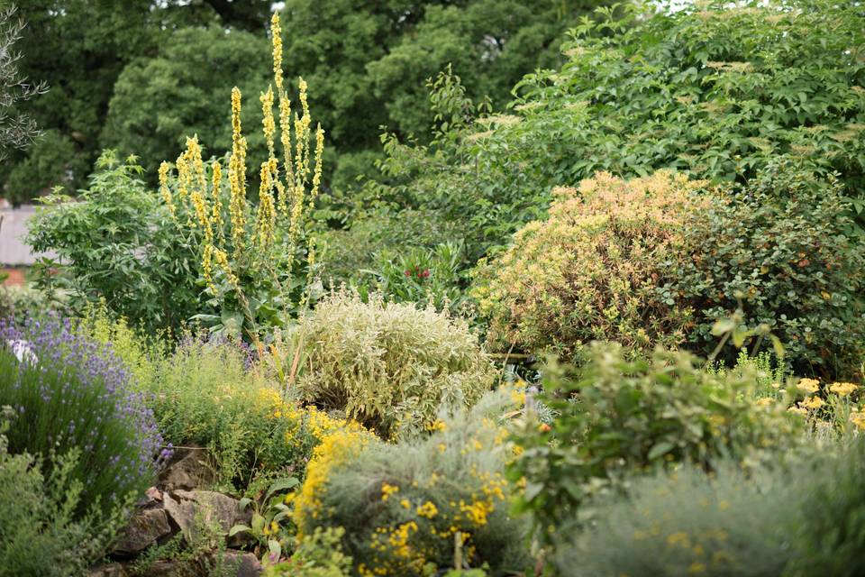 Garden 14