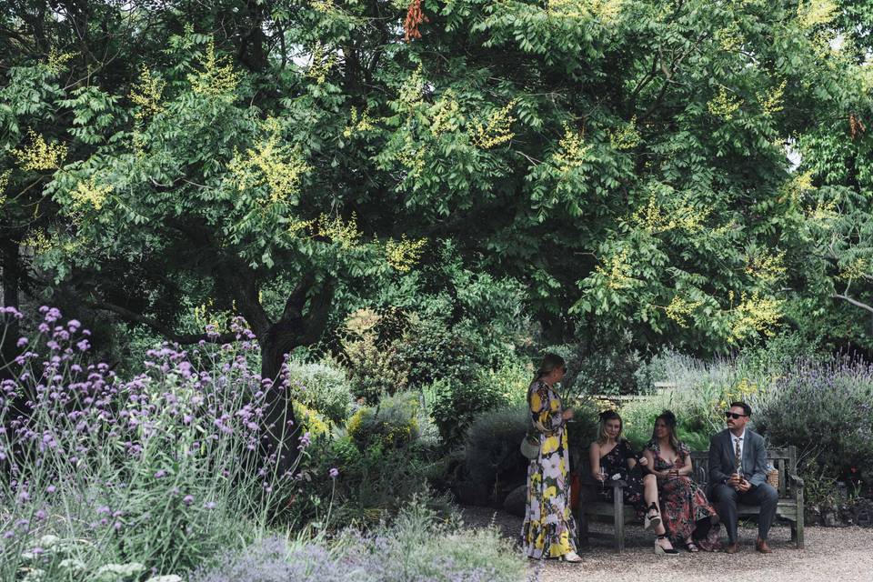 Koelreuteria paniculata tree