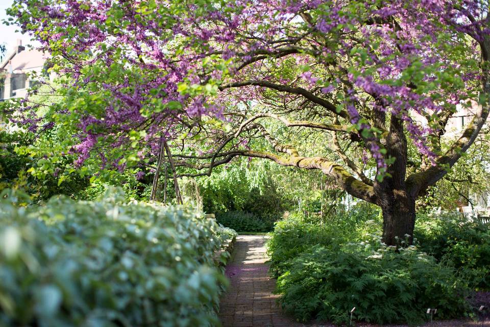 Garden 15