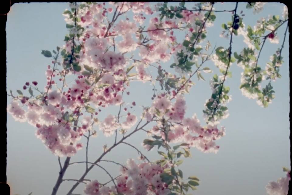 Super 8 Frame - Blossom