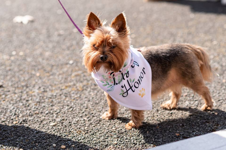 Wedding dog