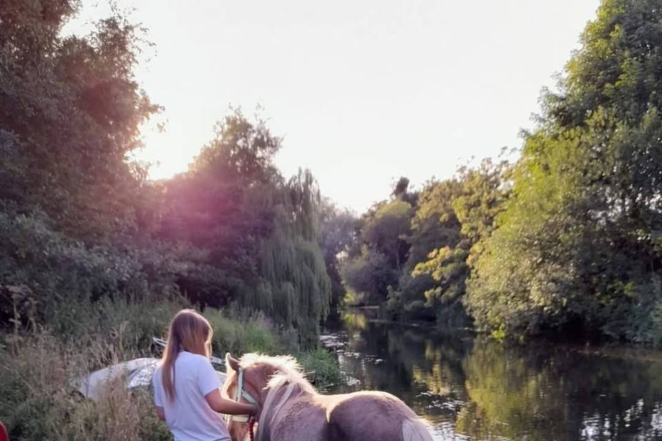 Ponies