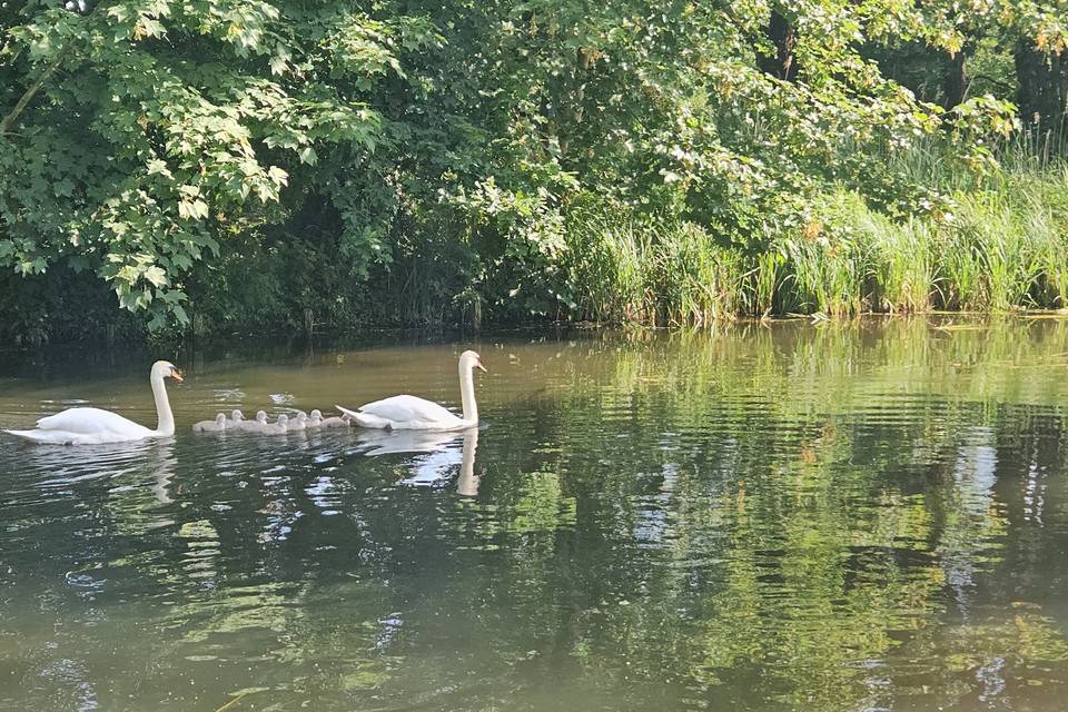 Family of swans