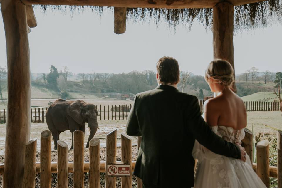 Elephant viewing